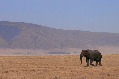 The Elephant - on Flickr, by doug88888